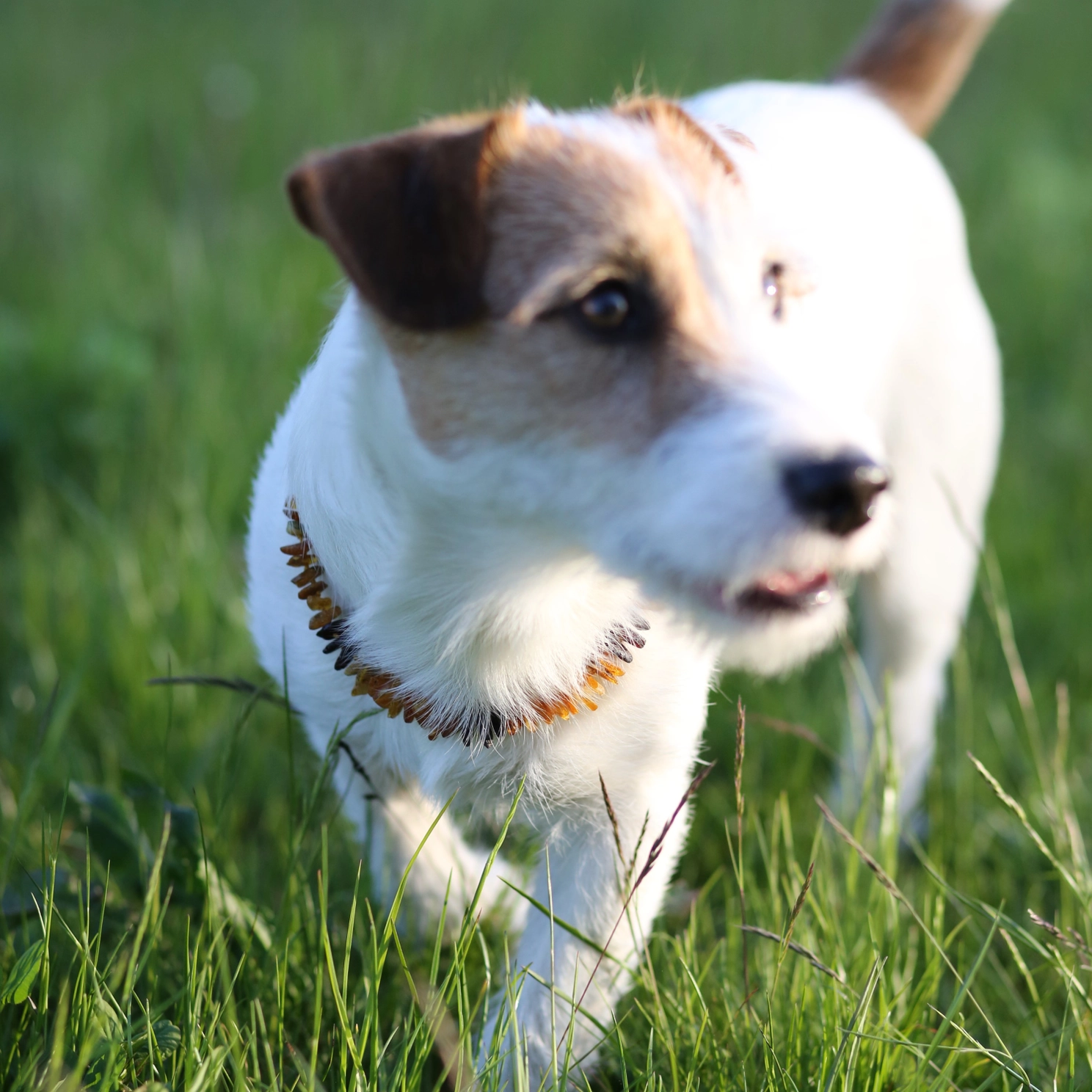 The Natural Amber Dog Collars - Image 3