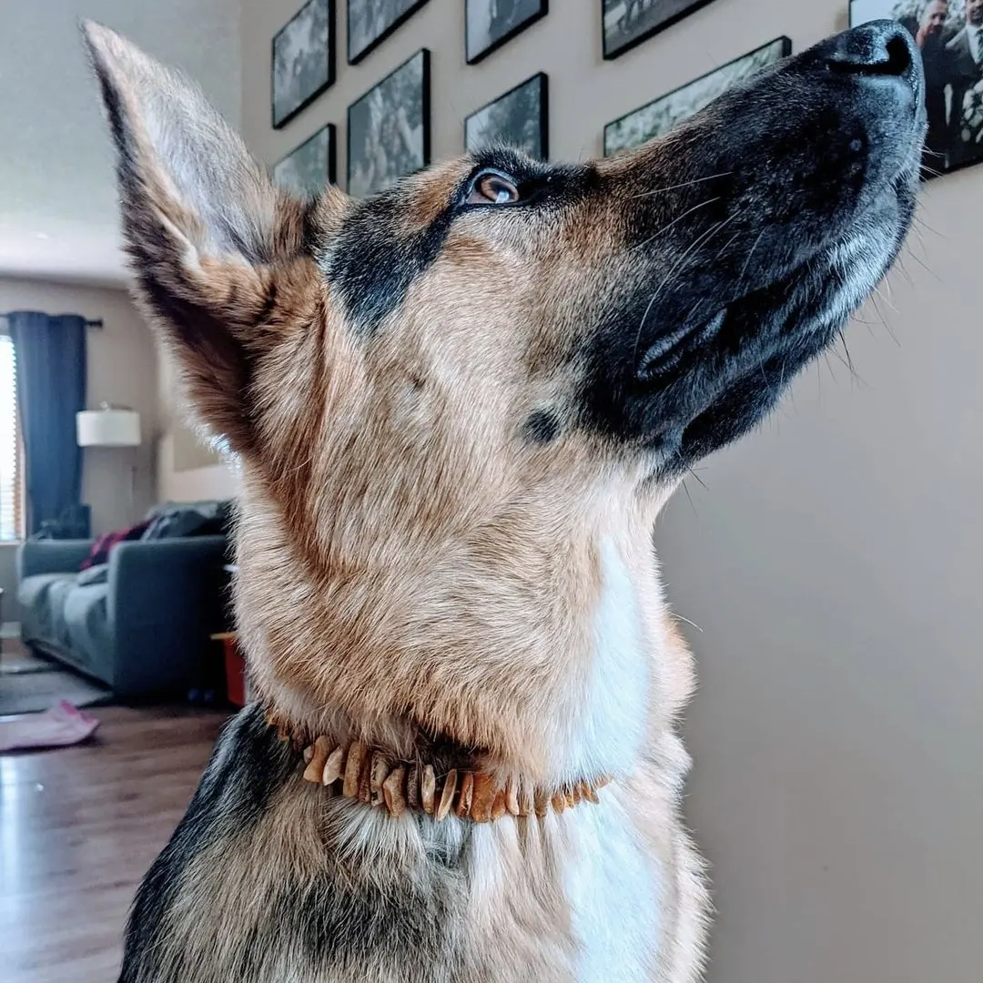 The Natural Amber Dog Collars - Image 4