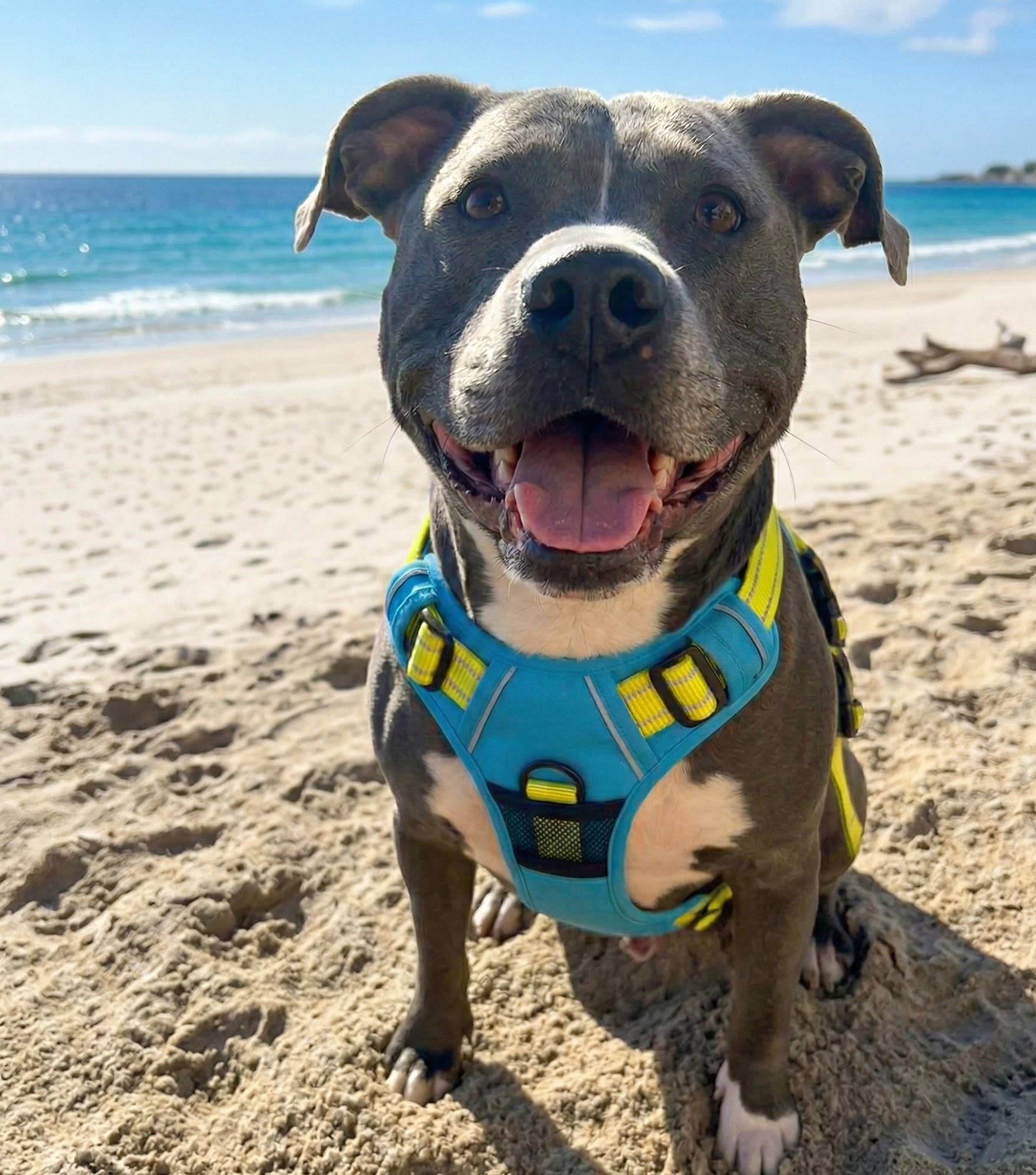 Venture Paw Harness - Sun Chaser Blue - Image 3